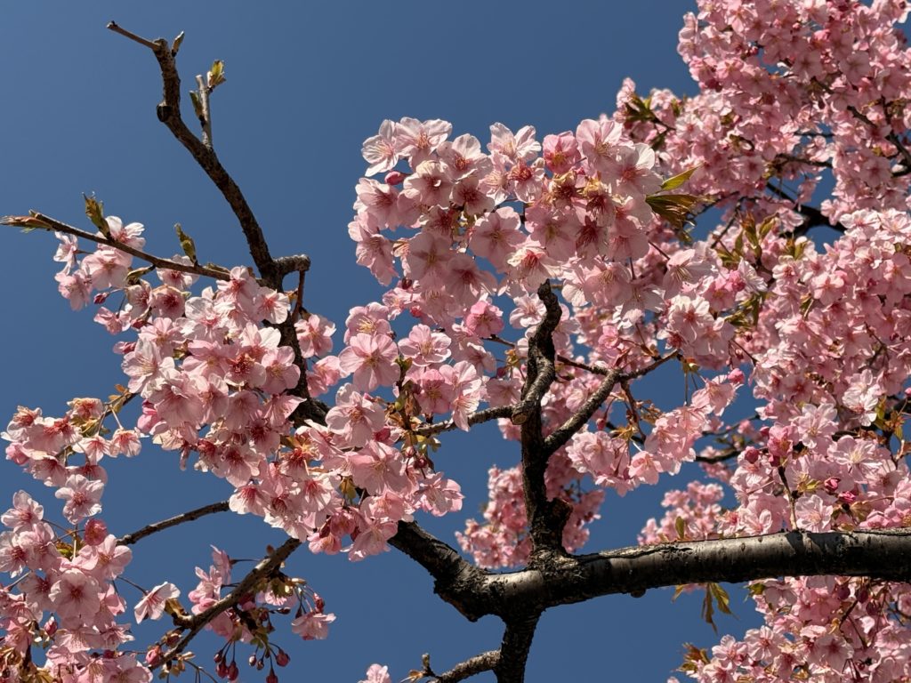 天王洲アイル、桜、品川区【アシママ】