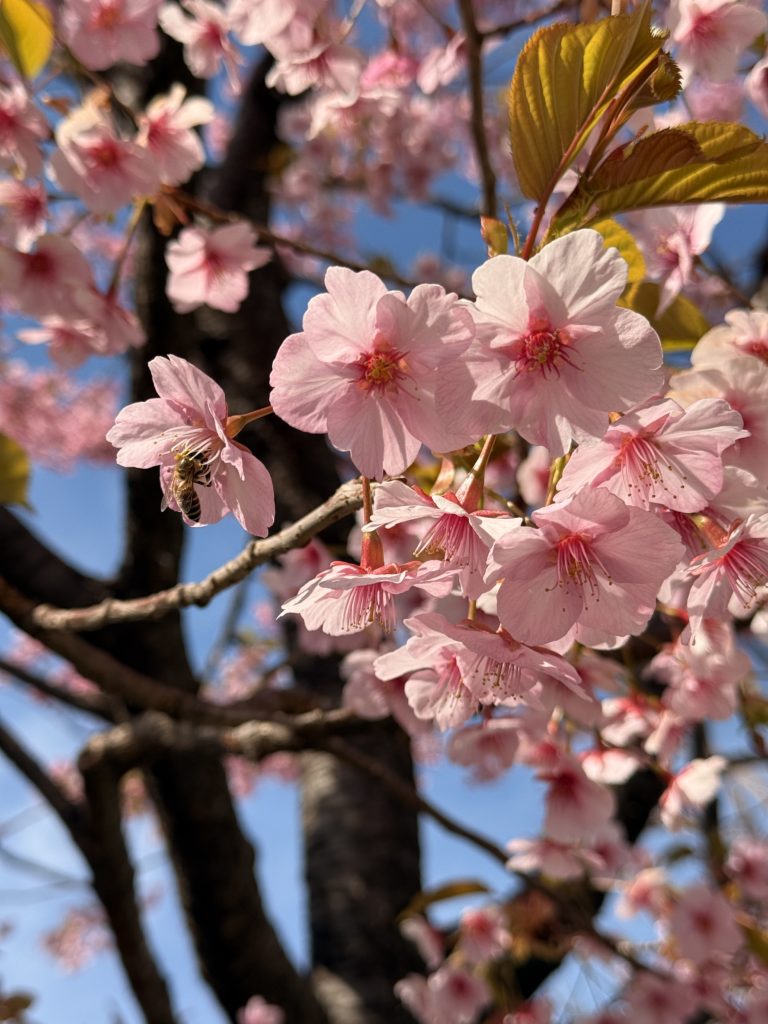 天王洲アイル、桜、品川区【アシママ】