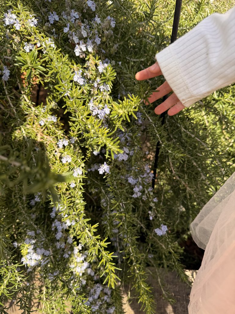 天王洲アイル、桜、品川区【アシママ】