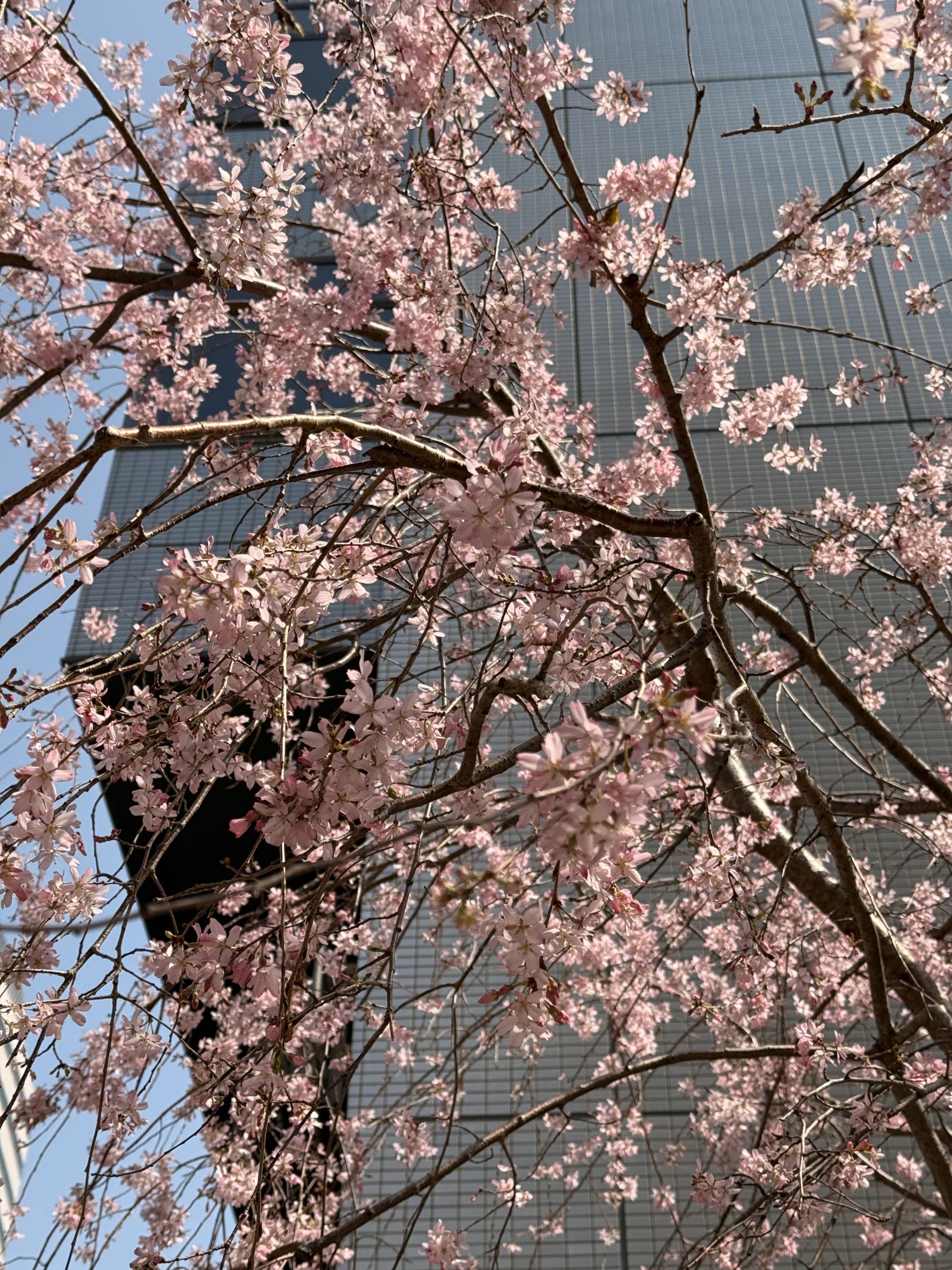 品川区歴史、桜、品川区【アシママ】