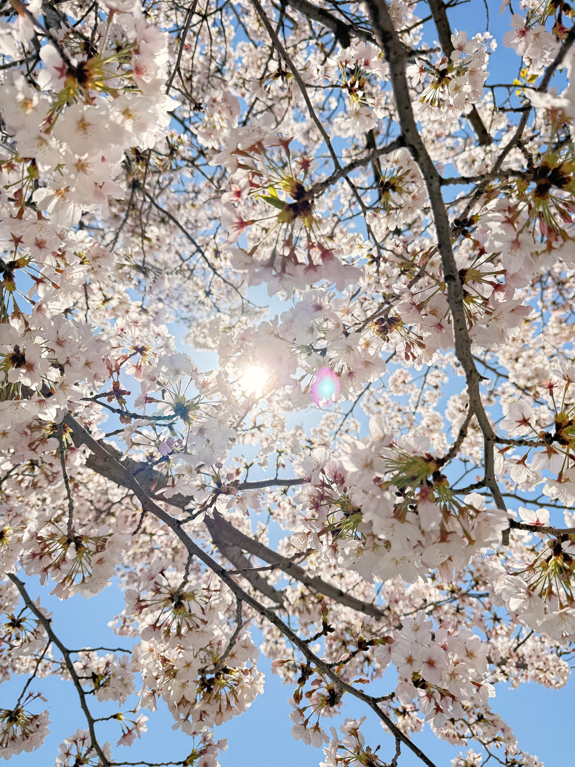 桜、花火、品川区【アシママ】
