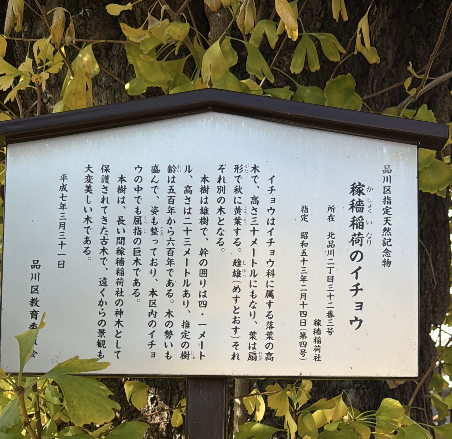 品川区、稼穡稲荷 大イチョウ【アシママ】