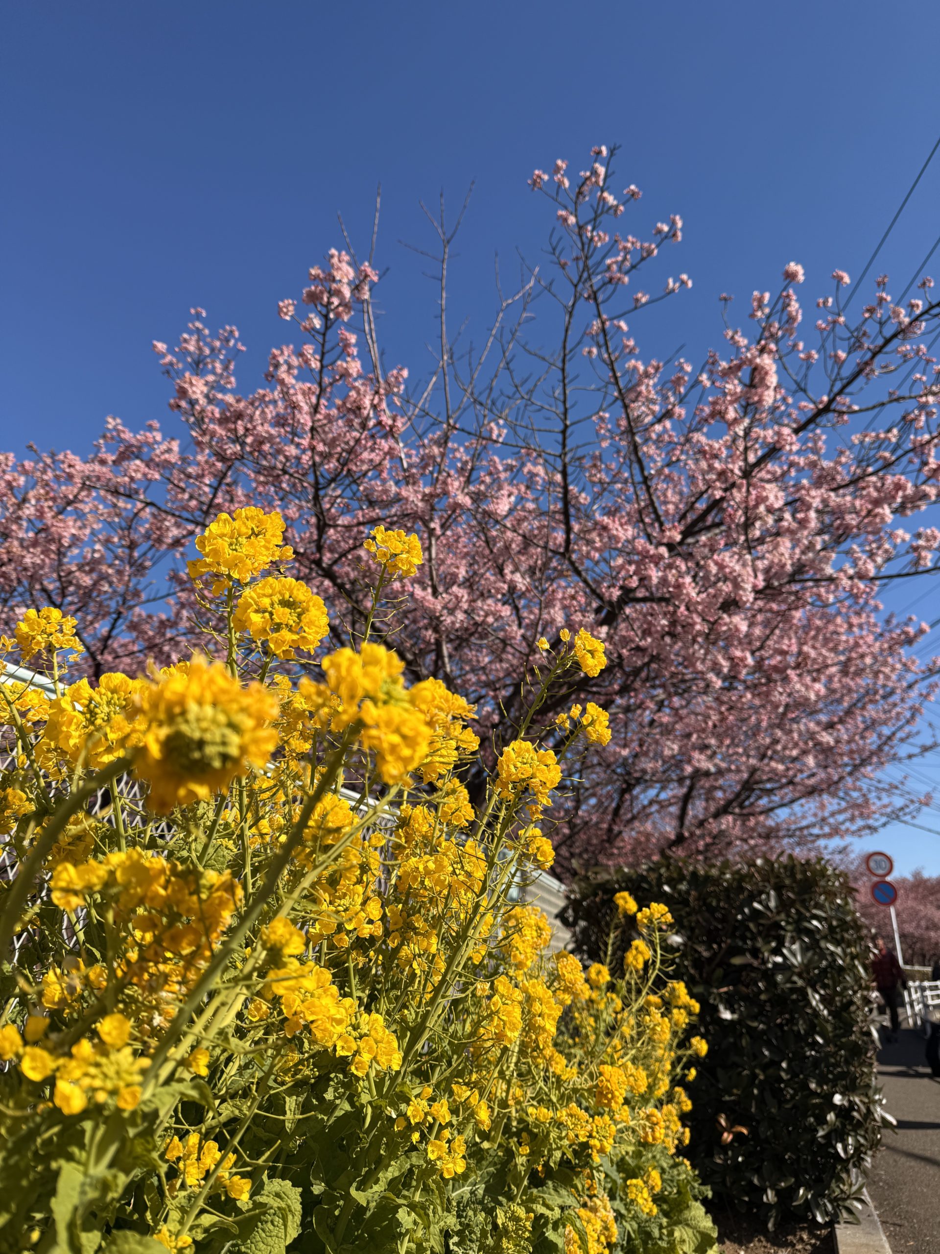 miura-kawazu-sakura-2025