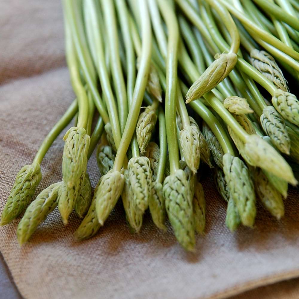 フランスの野生のアスパラガス　【ふらかつ】