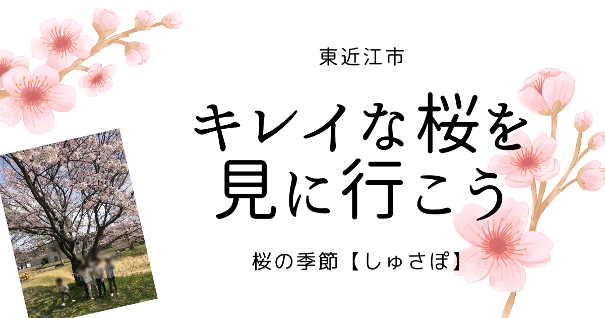 東近江市　きれいな桜を見に行こう　桜の季節　【しゅさぽ】
