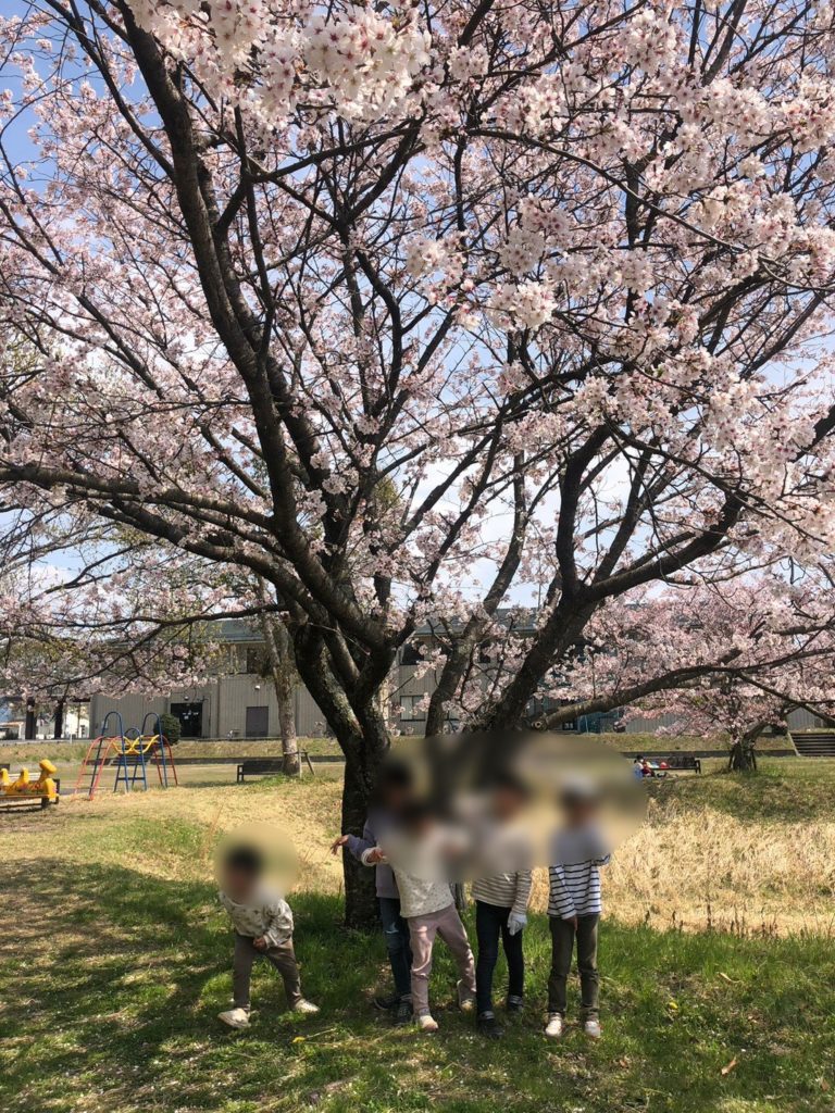 東近江市　ハートピア　桜の木　公園　【しゅさぽ】