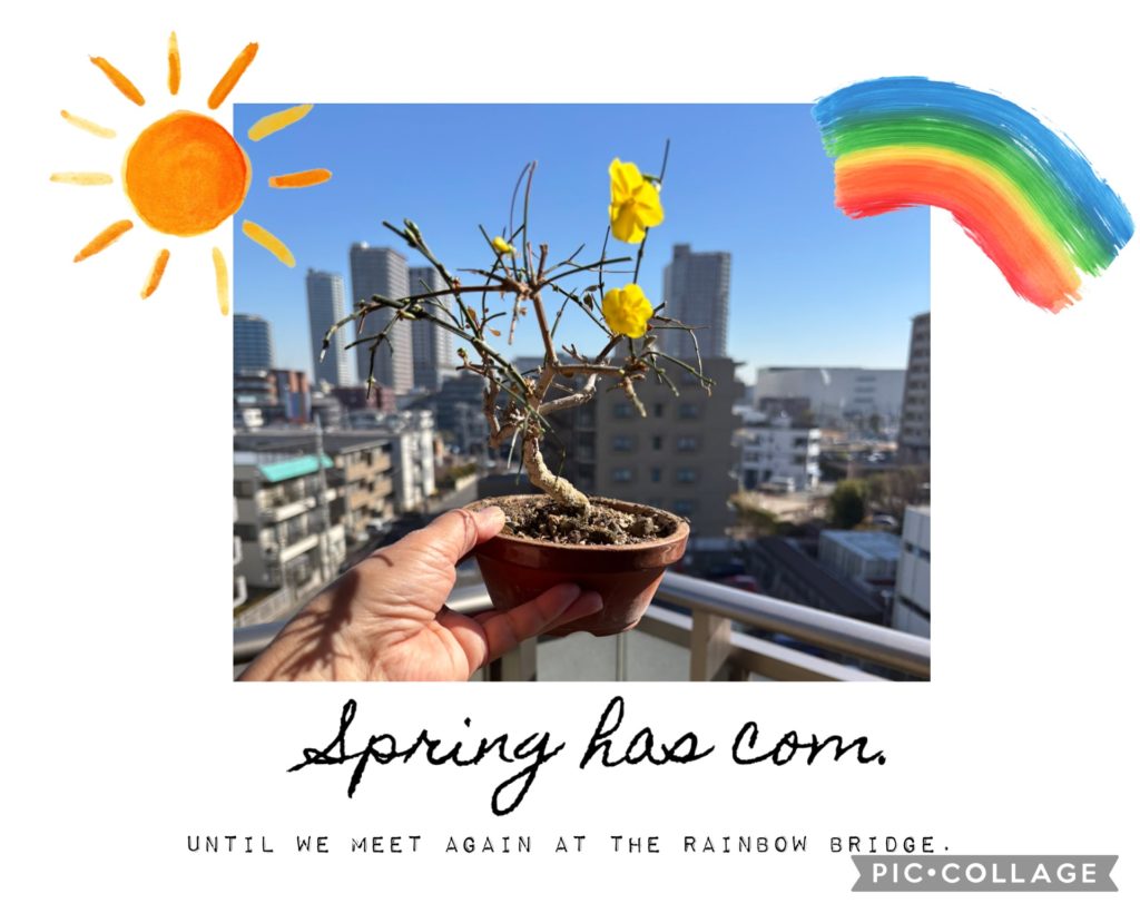 埼玉　パソコンと生前整理アドバイザーでサポート「ぱそさぽ」