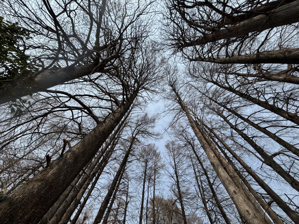 埼玉　パソコンと生前整理アドバイザーでサポート「ぱせさぽ」