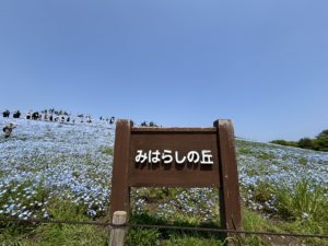 ネモフィラと空と海とが織り成す青のハーモニー「ぱせさぽ」