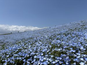 ネモフィラと空と海とが織り成す青のハーモニー「ぱせさぽ」
