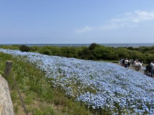 ネモフィラと空と海とが織り成す青のハーモニー「ぱせさぽ」