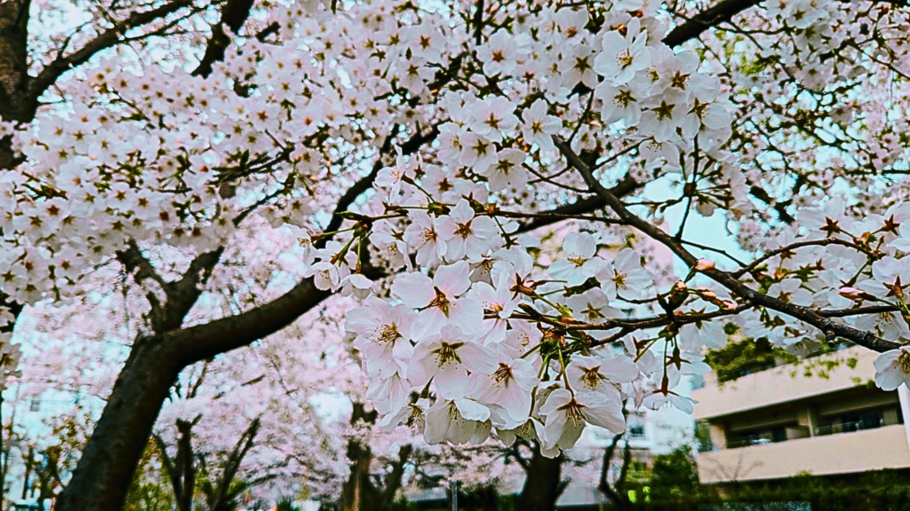 お花見【やせたび】